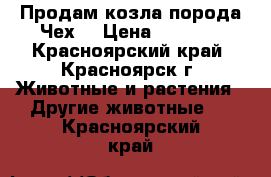 Продам козла порода Чех. › Цена ­ 8 000 - Красноярский край, Красноярск г. Животные и растения » Другие животные   . Красноярский край